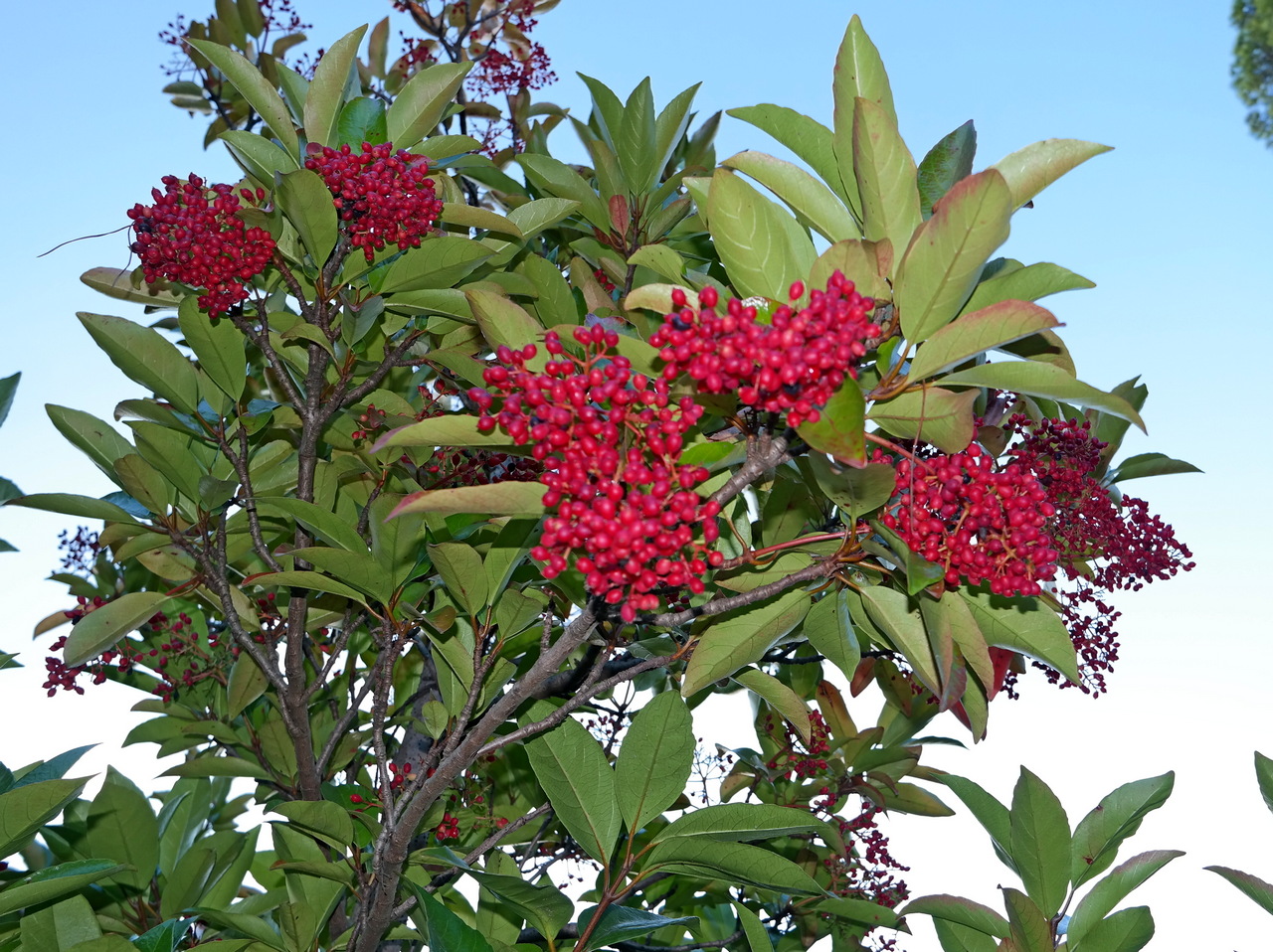 Image of Viburnum odoratissimum specimen.