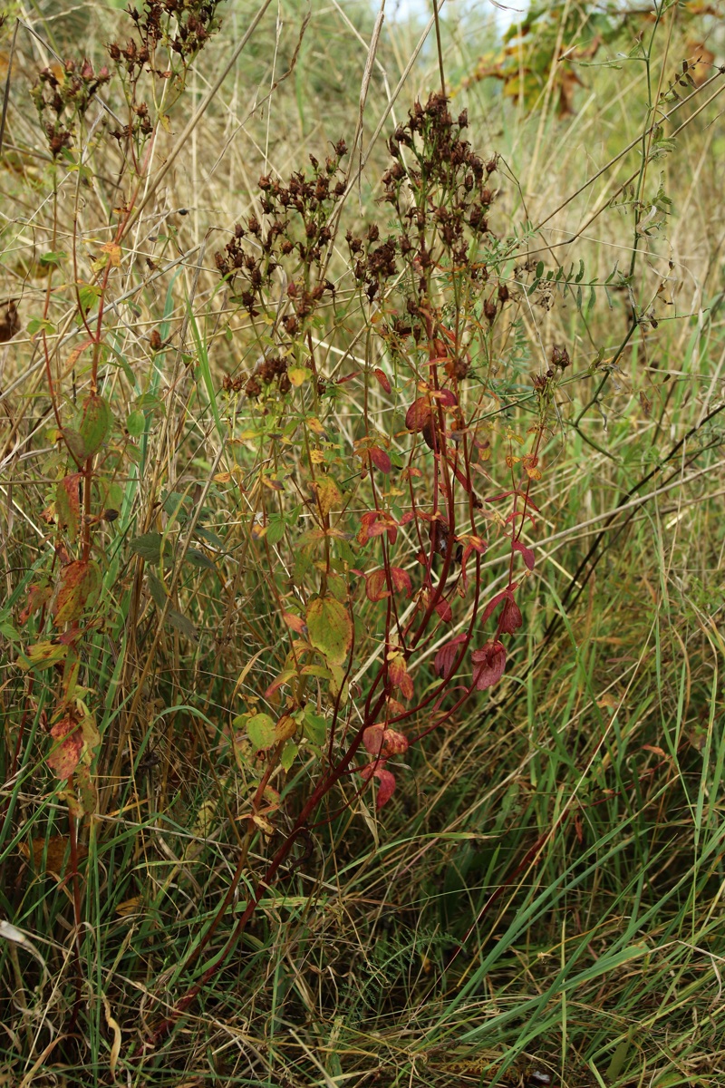 Image of Hypericum maculatum specimen.