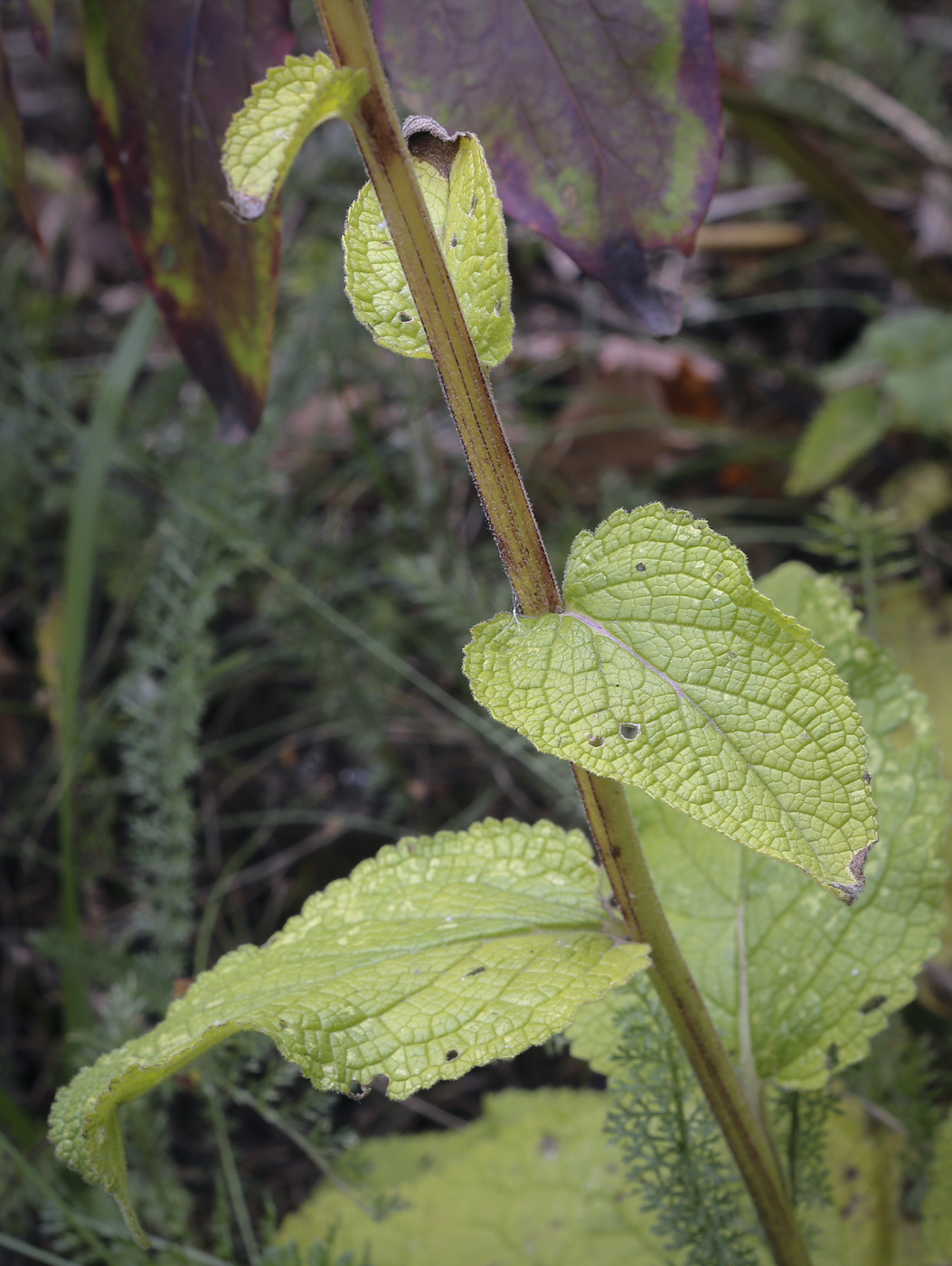 Image of Verbascum nigrum specimen.