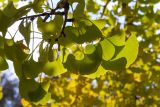 Ginkgo biloba. Верхушка ветви с листьями в осенней окраске. Израиль, г. Иерусалим, ботанический сад университета. 30.11.2022.