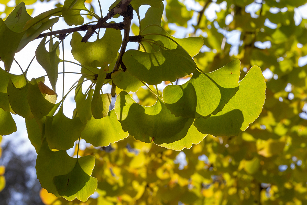 Image of Ginkgo biloba specimen.