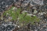 Dryas octopetala subspecies subincisa. Куртина завершающих плодоношение растений (в сообществе с Festuca ovina?, мхами и лишайниками). Кольский р-н, окр. с. Териберка, природный парк «Териберка», высота 111.7, малоснежная лишайниково-кустарничковая тундра, задернованное микропонижнение на плоской скале с небольшим уклоном. 04.08.2022.