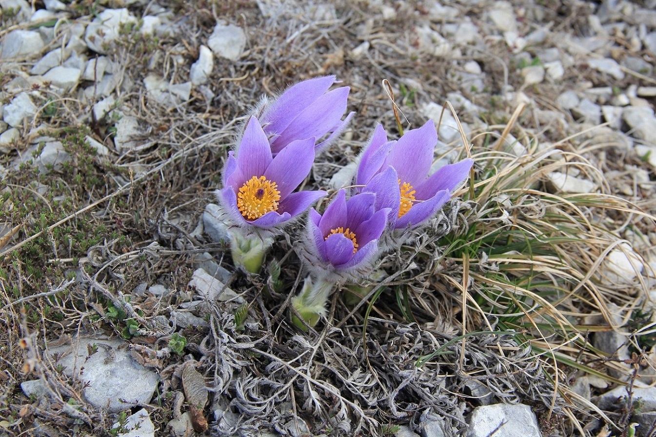 Image of Pulsatilla taurica specimen.