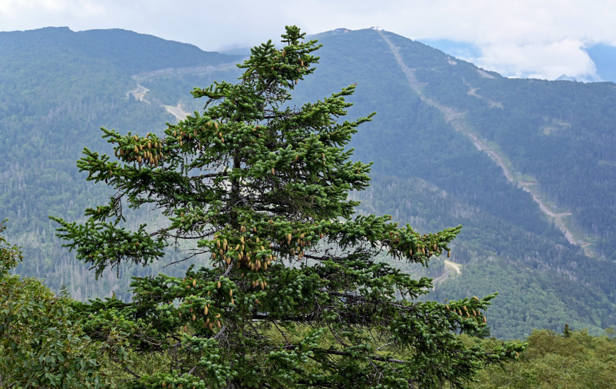 Изображение особи Picea ajanensis.