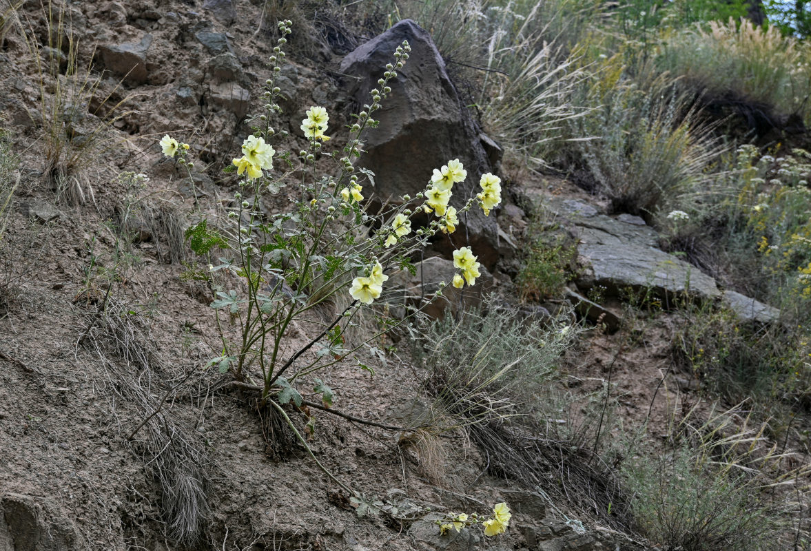 Image of Alcea rugosa specimen.