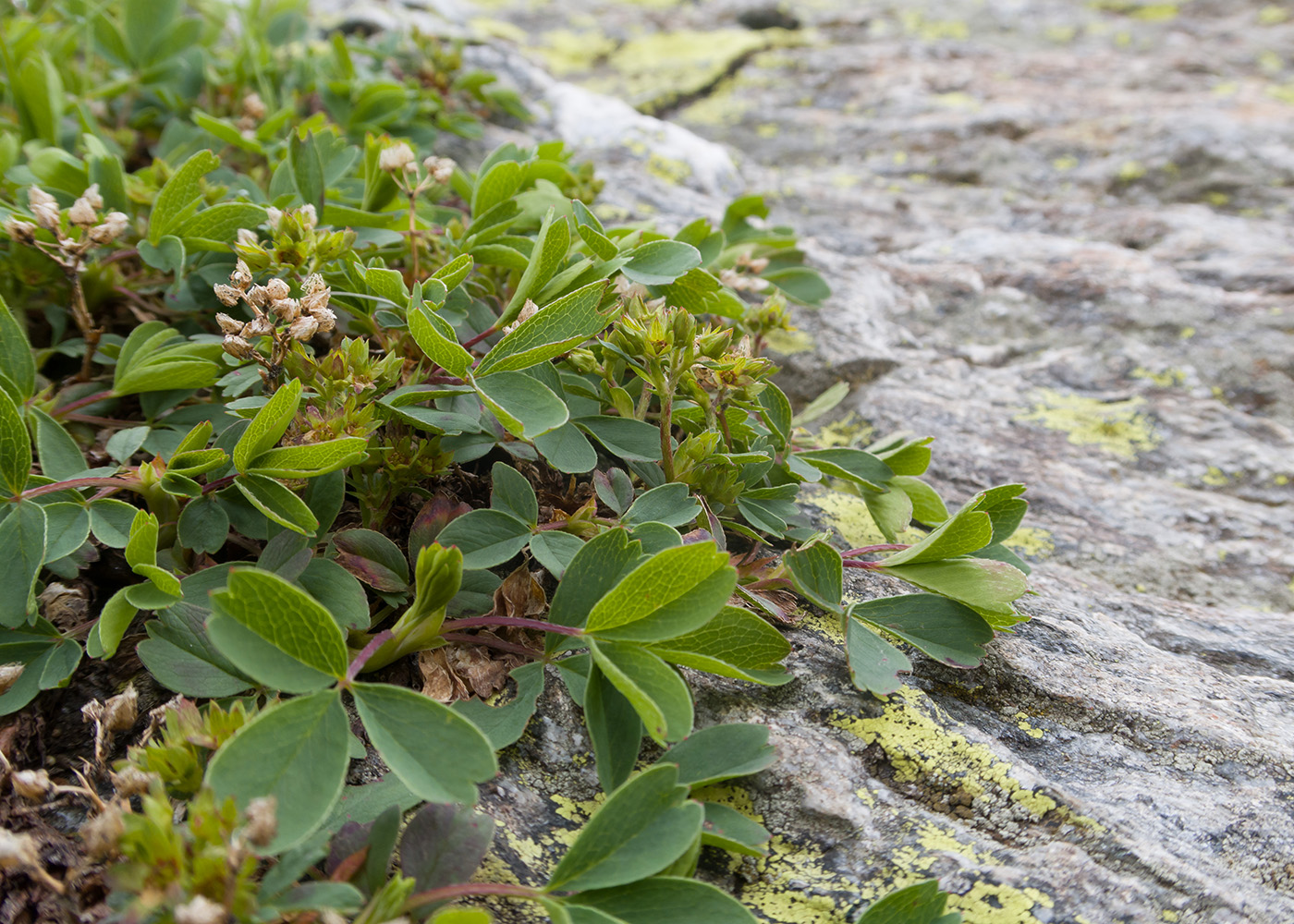 Image of Sibbaldia semiglabra specimen.