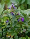 Vicia unijuga