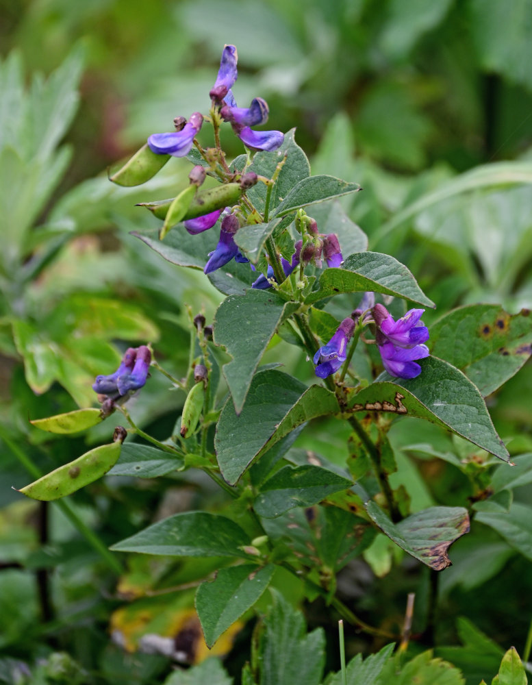 Image of Vicia unijuga specimen.