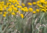 Tanacetum millefolium. Верхушка цветущего растения. Астраханская обл., Черноярский р-н, окр. с. Солёное Займище, дол. р. Волга, ковыльная степь. 02.06.2022.