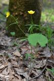 Ranunculus cassubicus