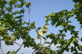 Ulmus minor. Плодоносящие ветви. Луганская Народная Республика, Свердловский р-н, окр. с. Провалье, берег пруда. 7 мая 2023 г.