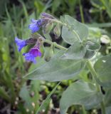 Pulmonaria obscura