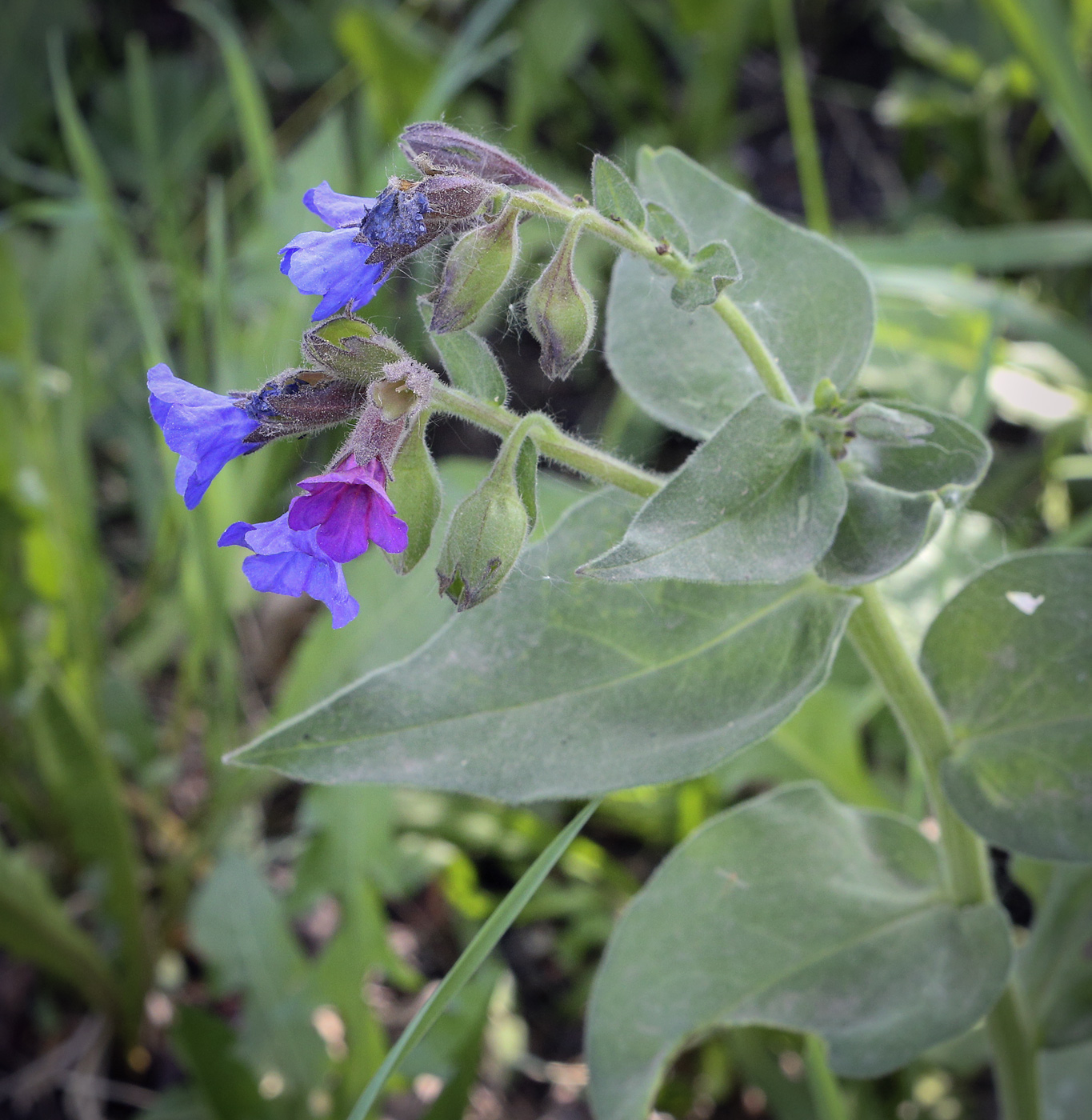 Изображение особи Pulmonaria obscura.