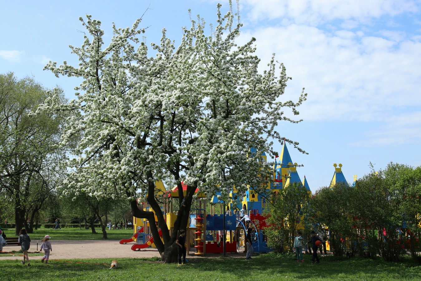 Image of Pyrus communis specimen.