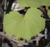 Vitis amurensis. Лист. Пермский край, г. Пермь, Кировский р-н, кладбище \"Закамское\", в культуре. 09.06.2023.