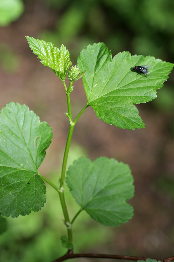 Image of Physocarpus opulifolius specimen.