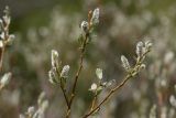 genus Salix. Верхушки ветвей с мужскими соцветиями. Карачаево-Черкесия, Зеленчукский р-н, окр. пос. Архыз, долина р. Малая Дукка, ≈ 2200 м н.у.м., верхний пояс леса. 11.06.2023.