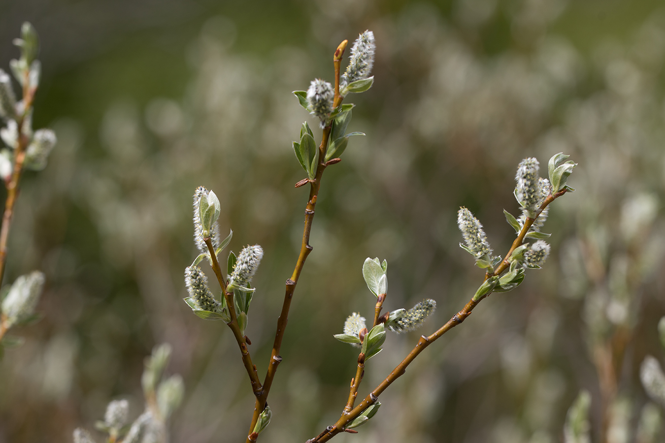 Image of genus Salix specimen.