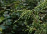 Juniperus communis