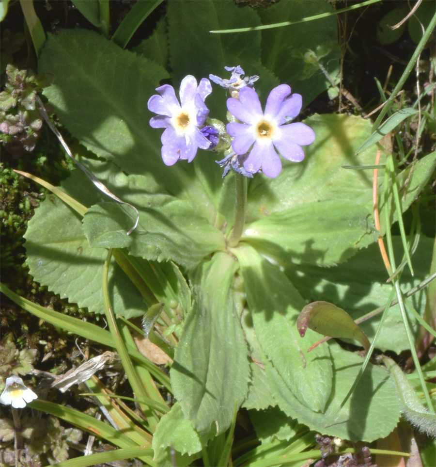 Image of Primula algida specimen.