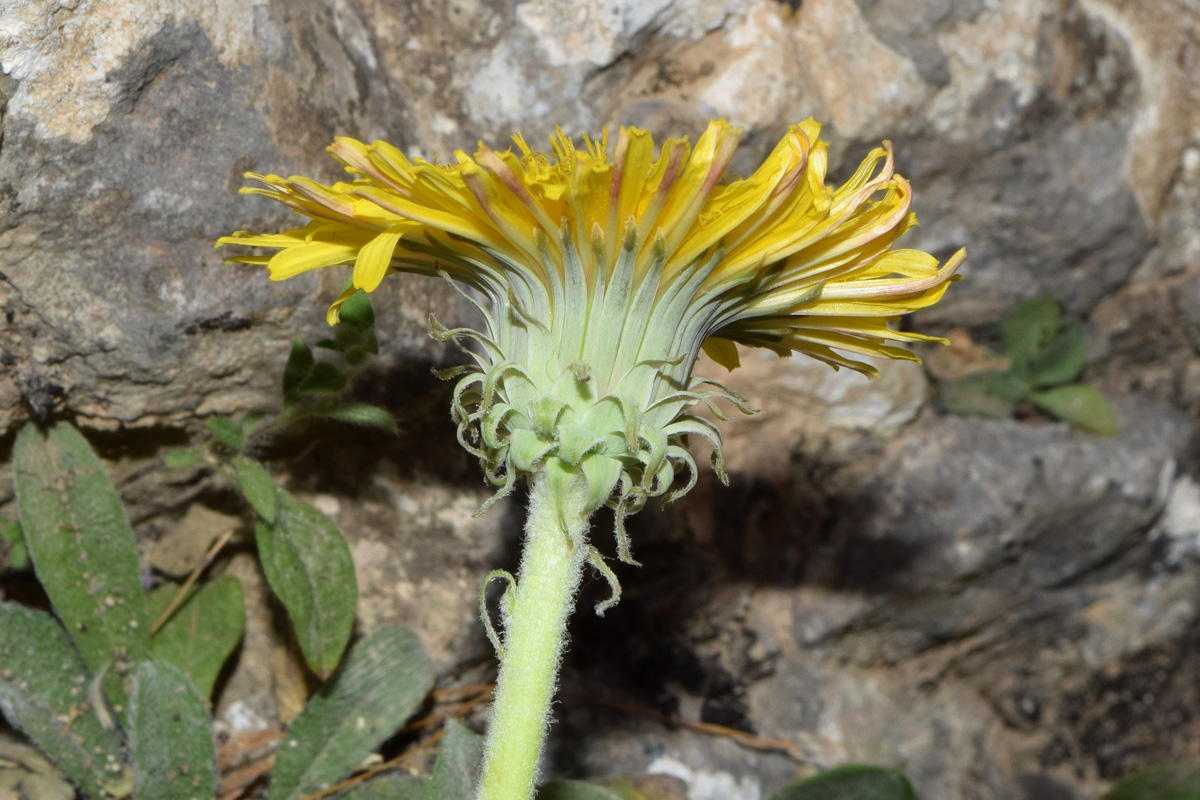 Image of Taraxacum modestum specimen.