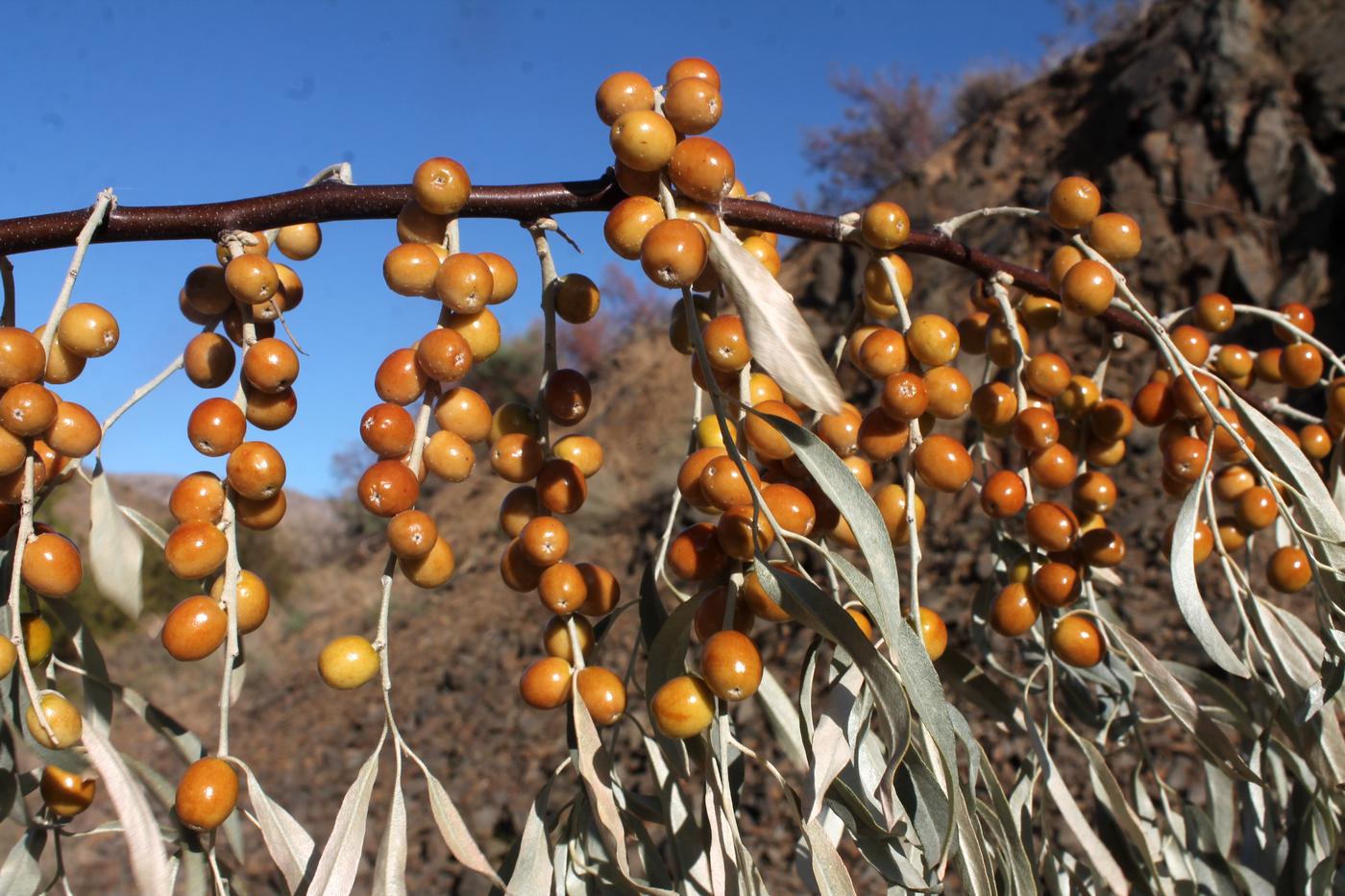 Изображение особи Elaeagnus angustifolia.