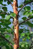 Betula pubescens