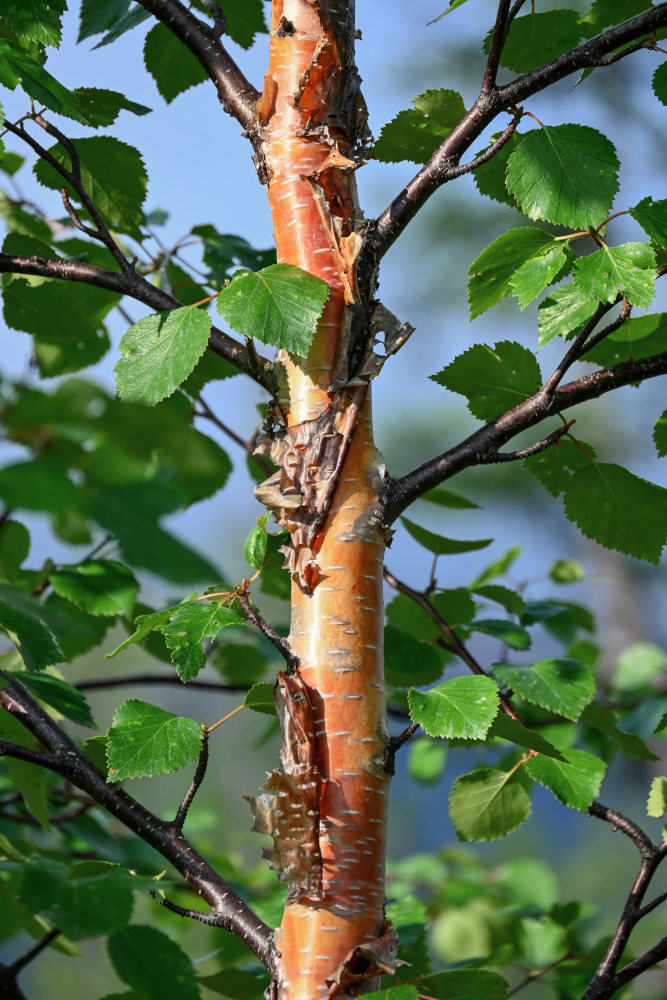 Image of Betula pubescens specimen.