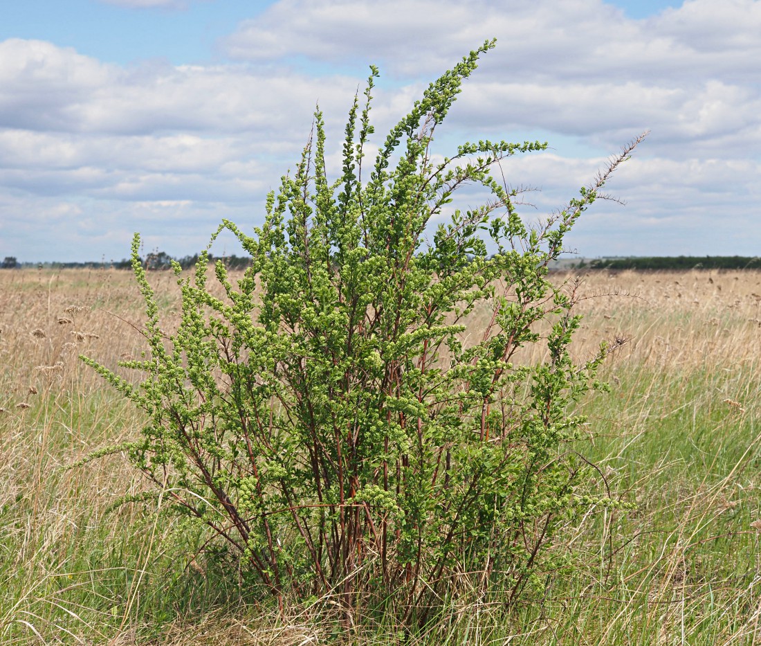 Image of Spiraea crenata specimen.