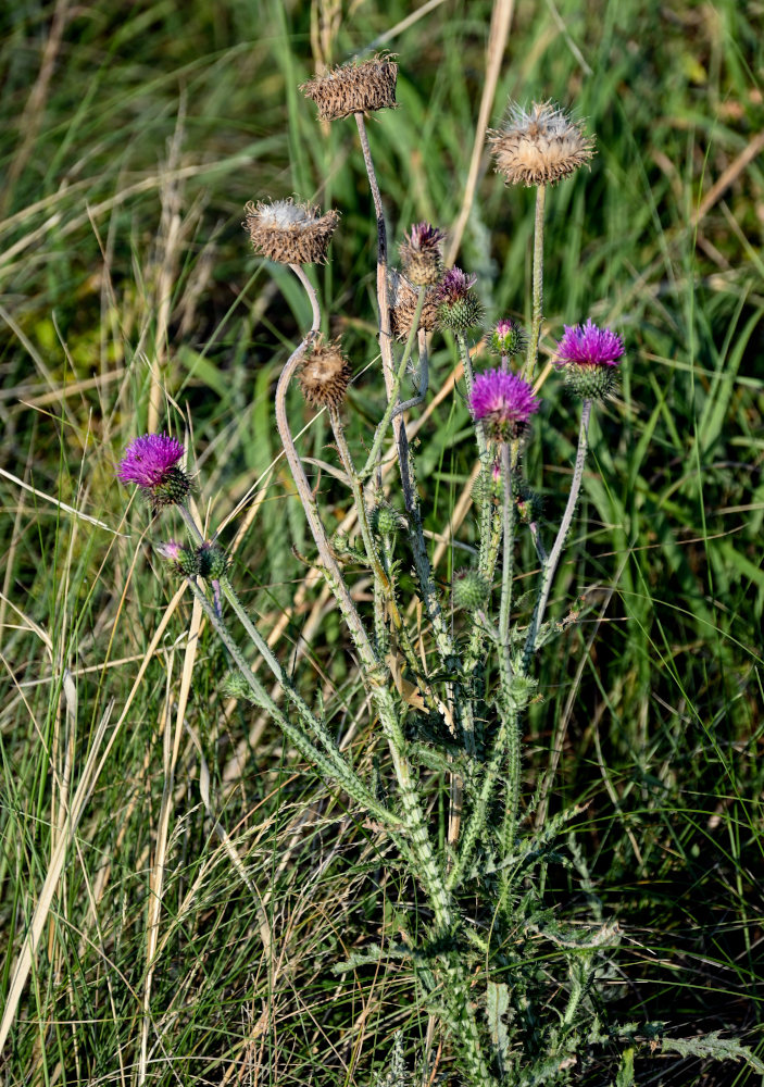 Изображение особи Carduus uncinatus.