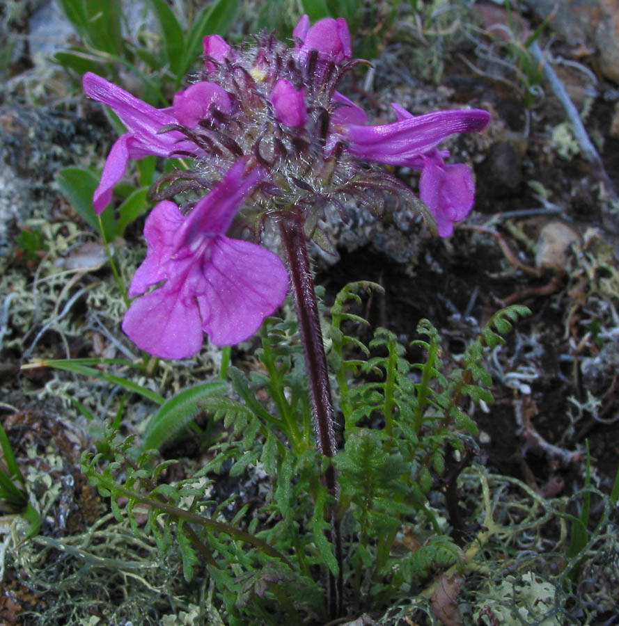 Изображение особи Pedicularis amoena.