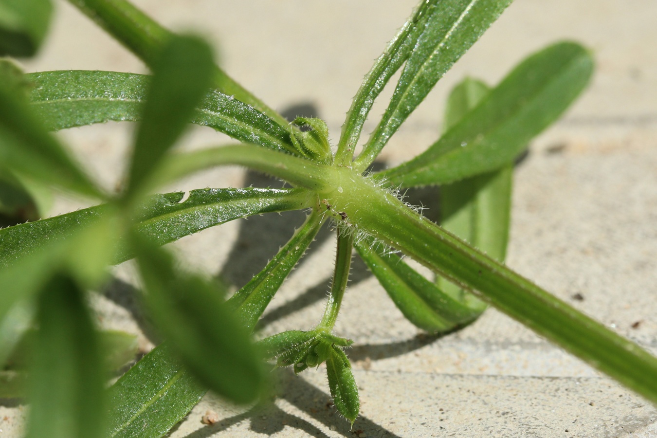 Image of Galium aparine specimen.