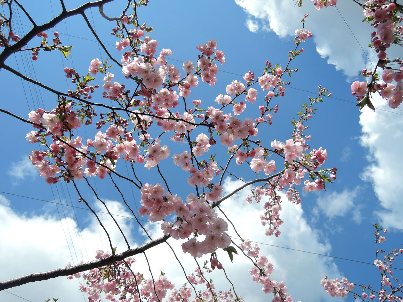 Image of Prunus serrulata specimen.