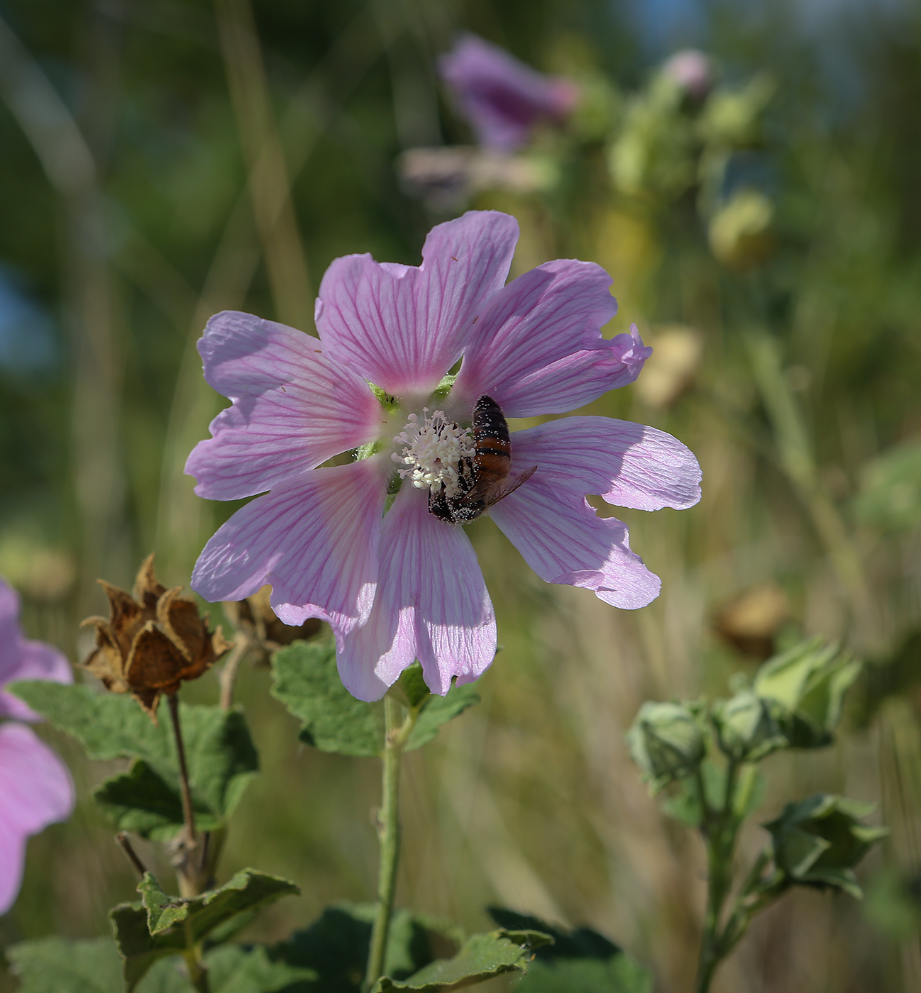 Image of Malva thuringiaca specimen.