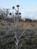 Onopordum acanthium
