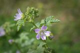 Malva multiflora. Верхушка побега с цветками и бутонами. Израиль, г. Яффо, на обочине дороги. 17.02.2024.