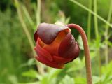 Sarracenia purpurea. Цветок (у данного экземпляра они, судя по всему, никогда полностью не раскрываются). Московская обл., г. Видное, садовый участок, искусственное болотце. 13.06.2022.