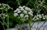 Astrodaucus orientalis. Соцветие. Грузия, г. Тбилиси, сухой склон. 10.06.2023.