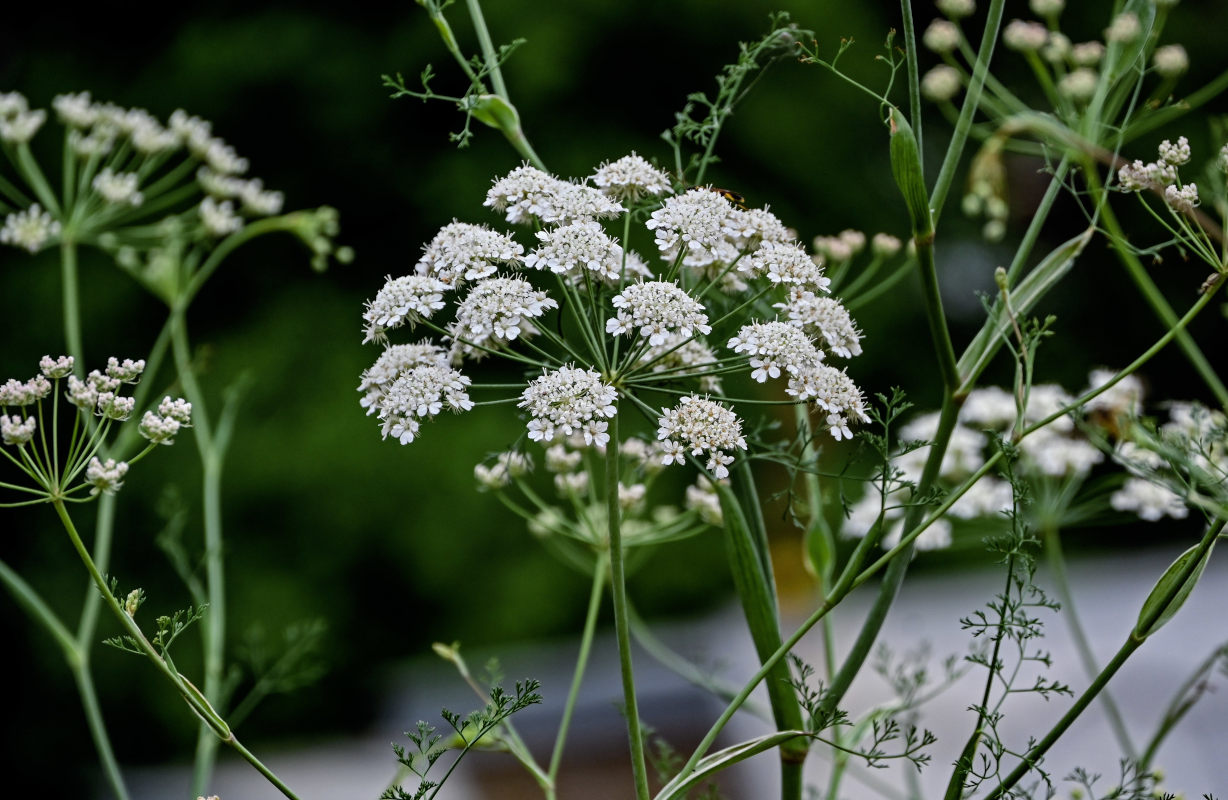 Image of Astrodaucus orientalis specimen.