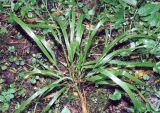 Festuca altissima