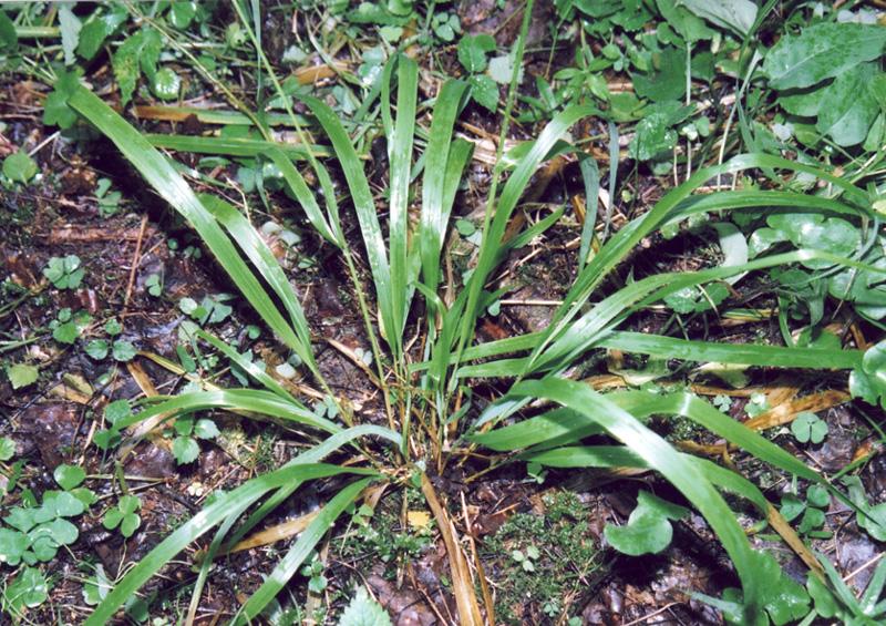 Image of Festuca altissima specimen.