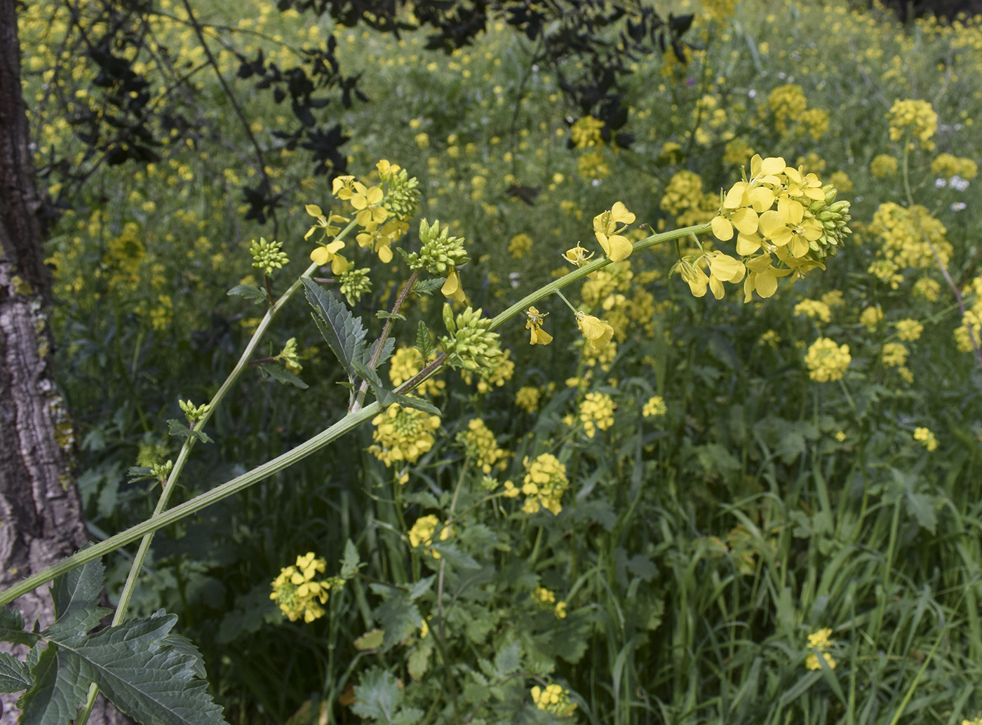 Изображение особи Sinapis alba ssp. mairei.