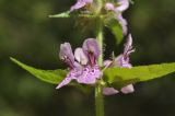 Stachys palustris. Соцветие. Приморский край, Шкотовский р-н, с. Новонежино, заболоченная пойма ручья. 20.08.2023.