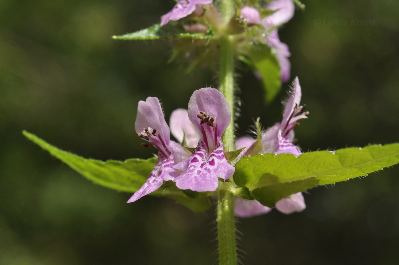 Image of Stachys aspera specimen.