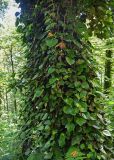 Hedera colchica. Вегетирующие растения на стволе дерева. Грузия, Аджария, национальный парк \"Мтирала\", широколиственный лес. 17.06.2023.