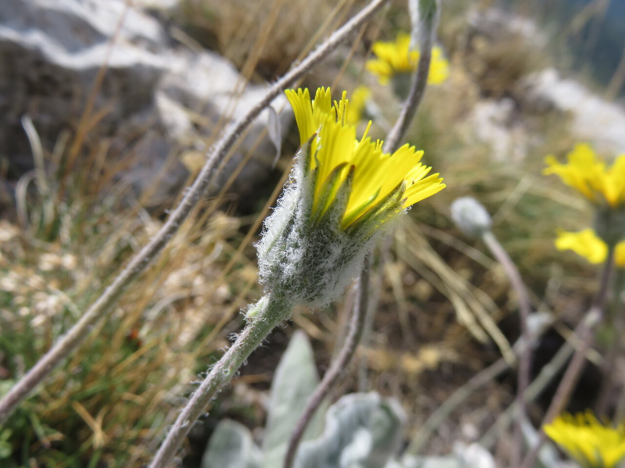 Изображение особи Hieracium pannosum.