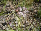 Allium oreophiloides