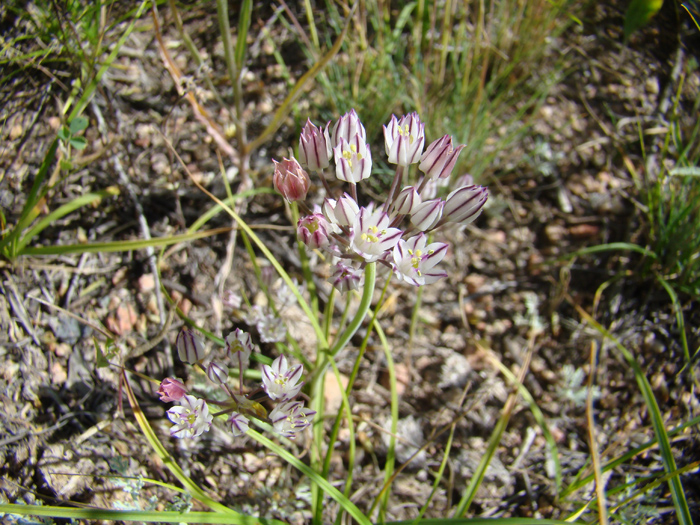 Изображение особи Allium oreophiloides.