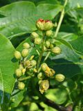 Phellodendron amurense
