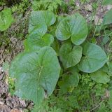 Valeriana alliariifolia